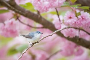 A blue-gray gnatcatcher on a branch amidst pink cherry blossoms