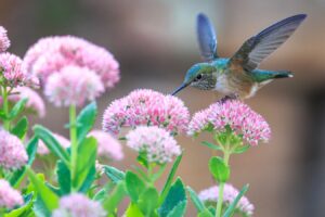 A hummingbird alighting on pink flowers, with its wings spread