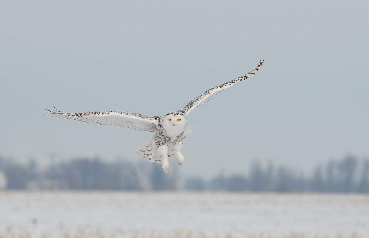 A snowy owl in flight above a snowy winter landscape